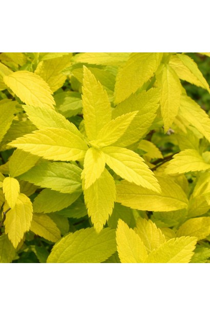 Спірея японська Вайт Голд 